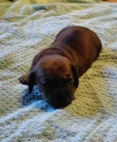 Pickles by Quigley , a female Miniature Dachshund for sale in Greeneville, TN – 2 of 2