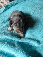 Princess G1, a female Miniature Dachshund for sale in Greeneville, TN – 2 of 2