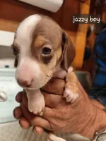 Jazzy Cowboy, a male Miniature Dachshund for sale in Greeneville, TN – Photo 2 of 3