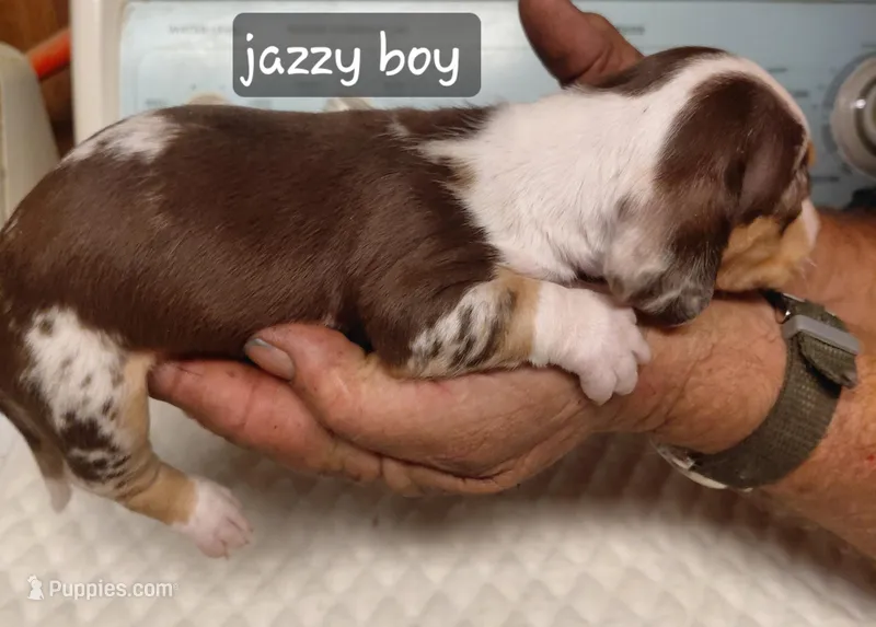 Jazzy Cowboy – Miniature Dachshund puppy for sale in Greeneville, TN