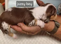 Jazzy Cowboy, a male Miniature Dachshund for sale in Greeneville, TN – Photo 1 of 3