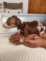 Jazzy Cowboy, a male Miniature Dachshund for sale in Greeneville, TN – Photo 3 of 3