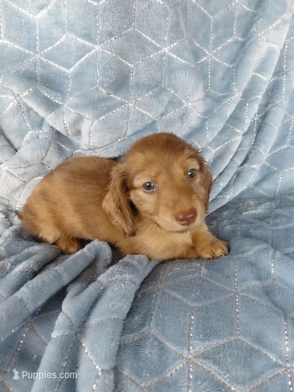 Blondie – Miniature Dachshund puppy for sale in Greeneville, TN