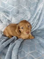Blondie, a male Miniature Dachshund for sale in Greeneville, TN – 1 of 6