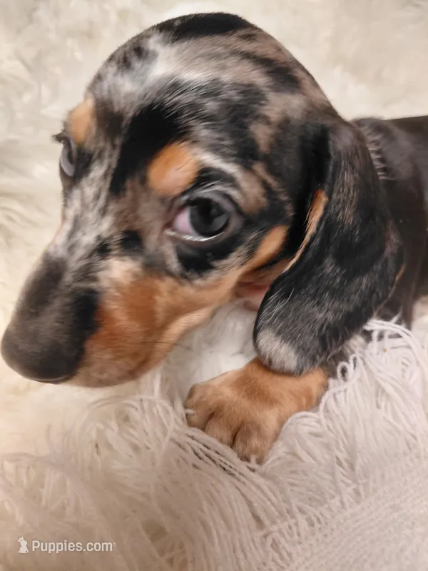 Pickles peanut  – Miniature Dachshund puppy for sale in Greeneville, TN
