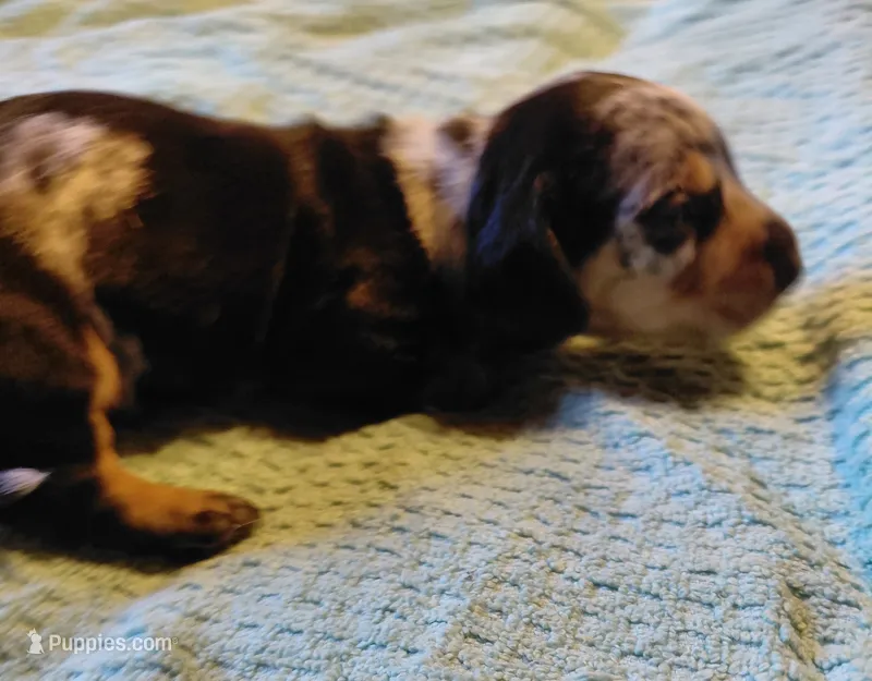 Pickles Twilight  – Miniature Dachshund puppy for sale in Greeneville, TN