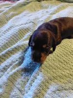 Midnight Pickle, a male Miniature Dachshund for sale in Greeneville, TN – 1 of 2