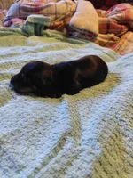 Pickle Dust, a male Miniature Dachshund for sale in Greeneville, TN – 2 of 2