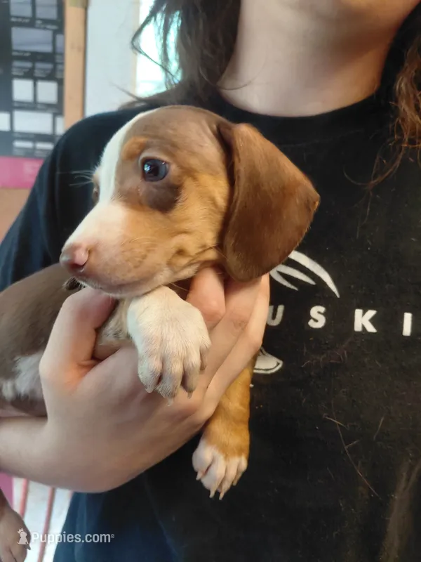 Jazzy Cowboy – Miniature Dachshund puppy for sale in Greeneville, TN