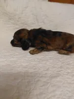Princess G1, a female Miniature Dachshund for sale in Greeneville, TN – 9 of 9