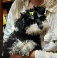 Snookie 2, a female Miniature Schnauzer for sale in Greeneville, TN – 2 of 6