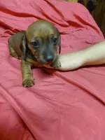 Pickles by Quigley , a female Miniature Dachshund for sale in Greeneville, TN – 4 of 6
