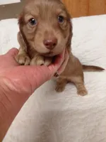 Princess B1, a male Miniature Dachshund for sale in Greeneville, TN – 2 of 6