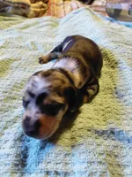 Pickles Twilight , a male Miniature Dachshund for sale in Greeneville, TN – 2 of 2