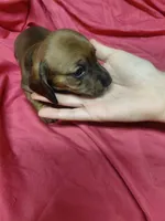 Pickles by Quigley , a female Miniature Dachshund for sale in Greeneville, TN – 3 of 6
