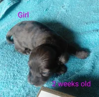 Princess G2, a female Miniature Dachshund for sale in Greeneville, TN – 1 of 2