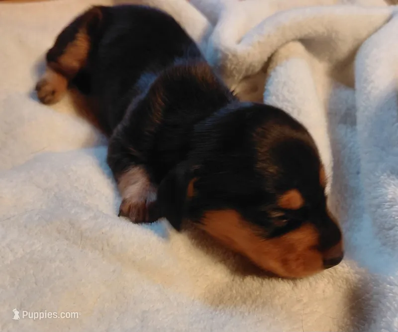 Jazzy Girl  – Miniature Dachshund puppy for sale in Greeneville, TN
