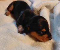 Jazzy Girl , a female Miniature Dachshund for sale in Greeneville, TN – Photo 1 of 3