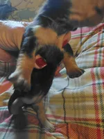 Jazzy Girl , a female Miniature Dachshund for sale in Greeneville, TN – Photo 2 of 3