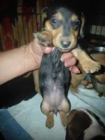Jazzy Girl , a female Miniature Dachshund for sale in Greeneville, TN – Photo 3 of 3