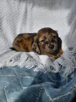 Hershey , a female Miniature Dachshund for sale in Greeneville, TN – 3 of 6