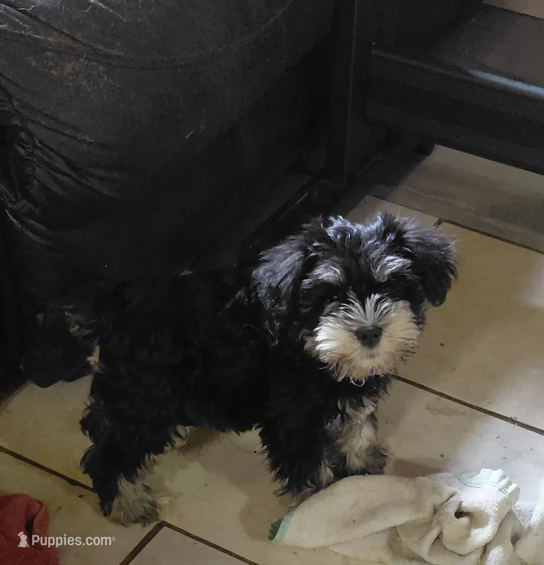 Snookie – Miniature Schnauzer puppy for sale in Greeneville, TN