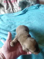 Princess B1, a male Miniature Dachshund for sale in Greeneville, TN – 2 of 2
