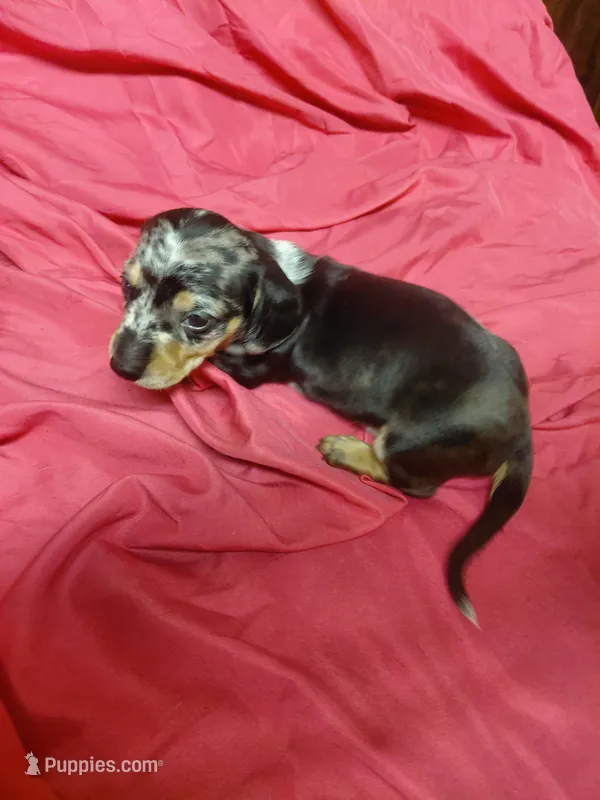 Pickles Twilight  – Miniature Dachshund puppy for sale in Greeneville, TN