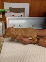 G-Tank, a male Miniature Dachshund for sale in Greeneville, TN – Photo 2 of 2