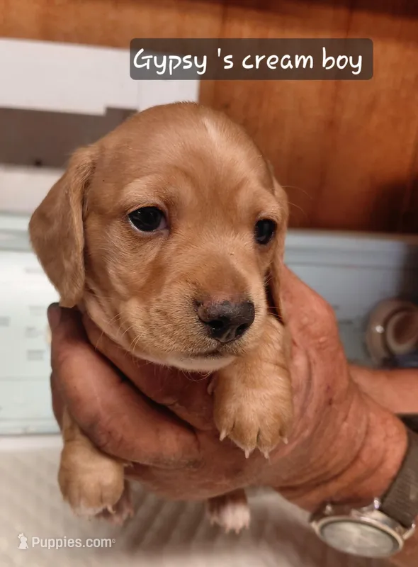 G-Tank – Miniature Dachshund puppy for sale in Greeneville, TN