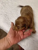 Princess B1, a male Miniature Dachshund for sale in Greeneville, TN – 5 of 6