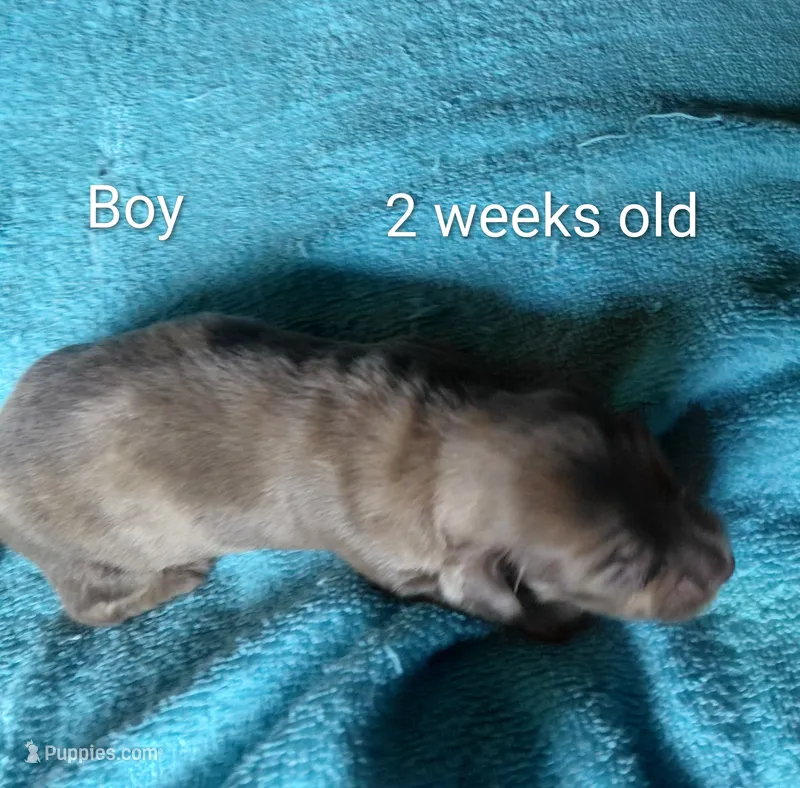 Princess B1 – Miniature Dachshund puppy for sale in Greeneville, TN