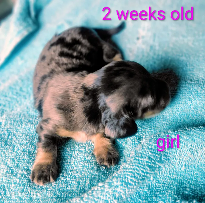 Princess G1 – Miniature Dachshund puppy for sale in Greeneville, TN