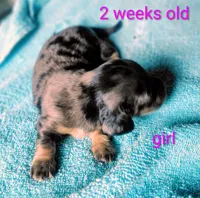Princess G1, a female Miniature Dachshund for sale in Greeneville, TN – 1 of 2