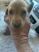 G-Tank, a male Miniature Dachshund for sale in Greeneville, TN – 2 of 5