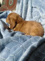 Blondie, a male Miniature Dachshund for sale in Greeneville, TN – 6 of 6