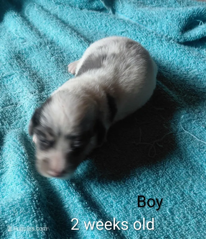 Princess  B2 – Miniature Dachshund puppy for sale in Greeneville, TN