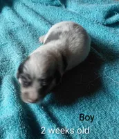 Princess  B2, a male Miniature Dachshund for sale in Greeneville, TN – 1 of 2