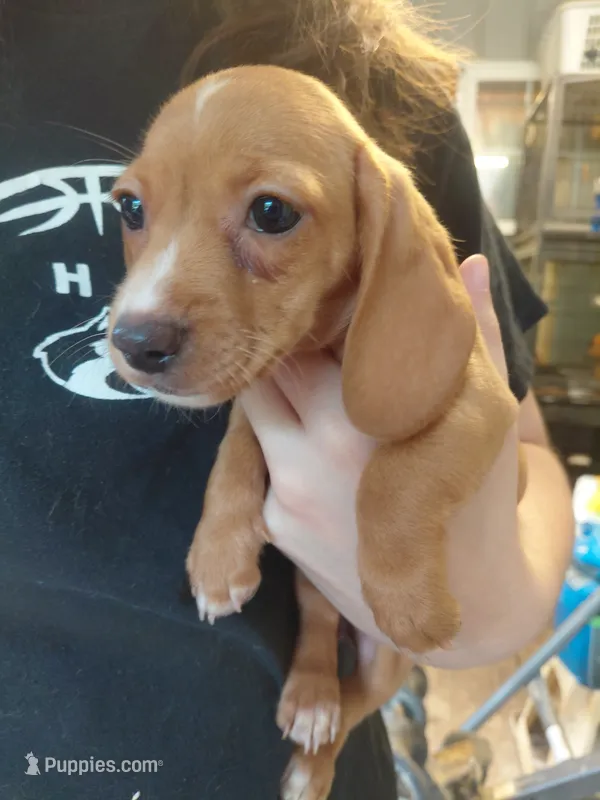 Peanut  – Miniature Dachshund puppy for sale in Greeneville, TN