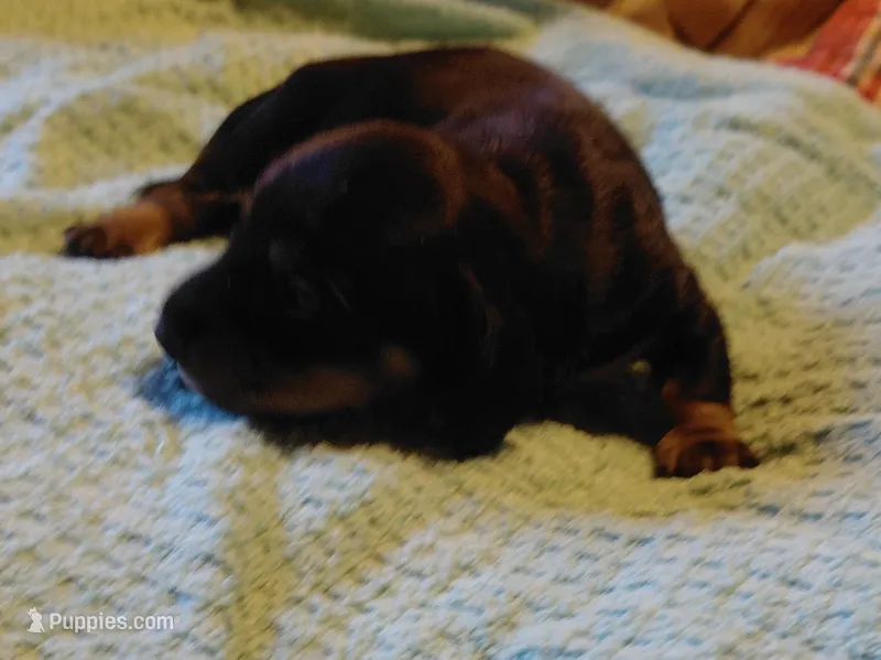 Pickle Dust – Miniature Dachshund puppy for sale in Greeneville, TN