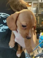 Peanut , a female Miniature Dachshund for sale in Greeneville, TN – 4 of 4