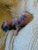 Princess G2, a female Miniature Dachshund for sale in Greeneville, TN – 2 of 5