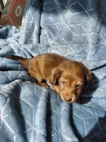 Blondie, a male Miniature Dachshund for sale in Greeneville, TN – 5 of 6