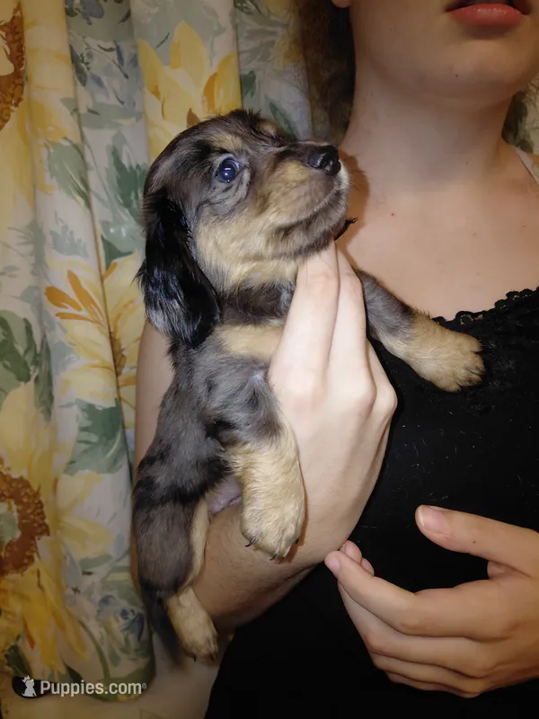 Princess G1 – Miniature Dachshund puppy for sale in Greeneville, TN