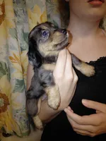 Princess G1, a female Miniature Dachshund for sale in Greeneville, TN – 3 of 9