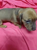 Pickles by Quigley , a female Miniature Dachshund for sale in Greeneville, TN – 2 of 6
