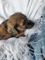 Hershey , a female Miniature Dachshund for sale in Greeneville, TN – 4 of 6
