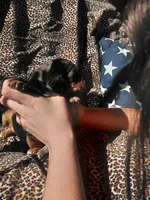 Blue, a male Miniature Dachshund for sale in Greeneville, TN – Photo 3 of 4