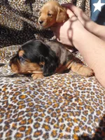 Blue, a male Miniature Dachshund for sale in Greeneville, TN – Photo 4 of 4