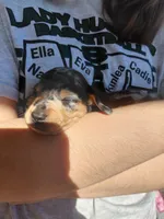 Blue, a male Miniature Dachshund for sale in Greeneville, TN – Photo 2 of 4